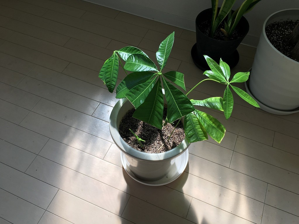 パキラの剪定から挿し木 おすすめの観葉植物 Kenchiku Blog