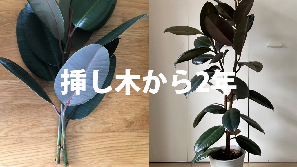 挿し木から2年 ゴムの木の育て方と注意点 Kenchiku Blog 初心者でも育てやすいおすすめの観葉植物