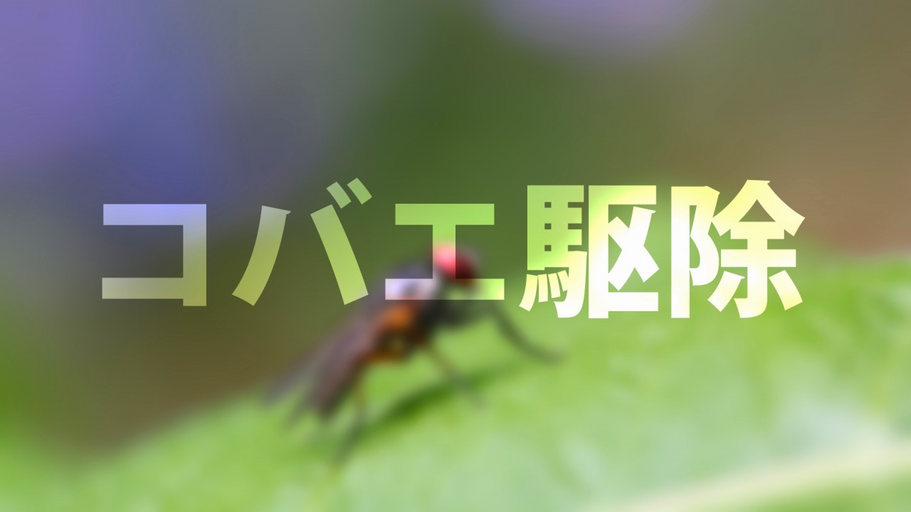 コバエ発生 観葉植物の害虫を簡単に駆除するおすすめアイテム5選 Kenchiku Blog